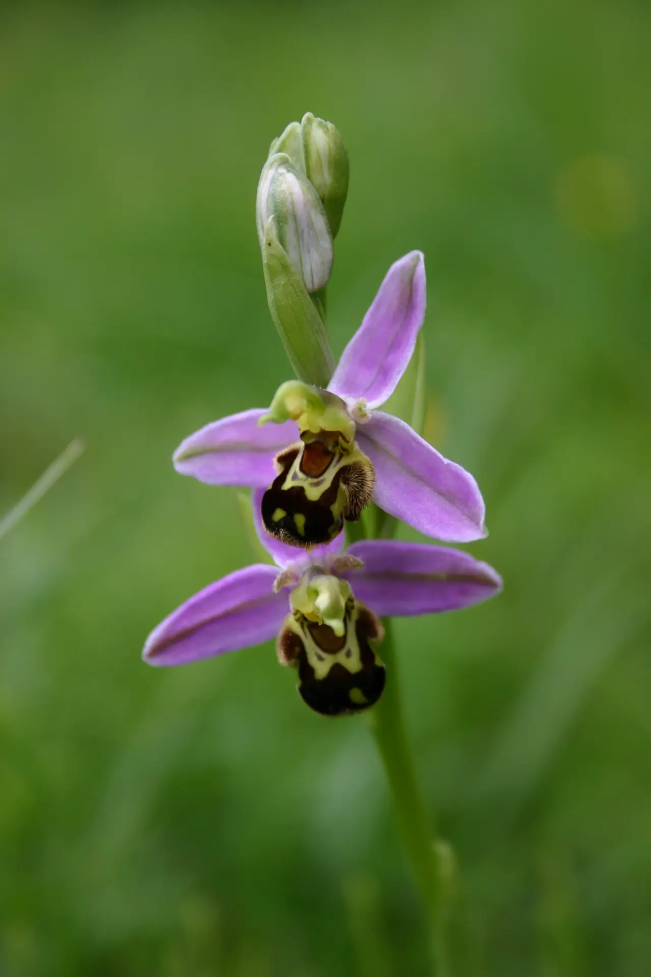 Bee Orchid © Tim May